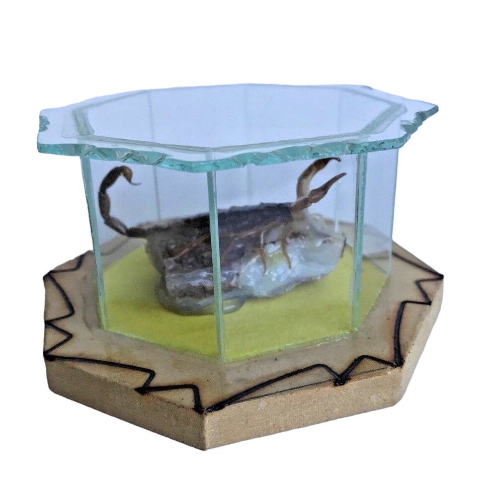 Vintage Scorpion Taxidermy In Glass Case On Rock Recuerdo De Durango Perfect